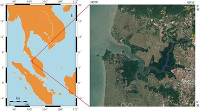 Characteristics of Microbial Community and Function With the Succession of Mangroves